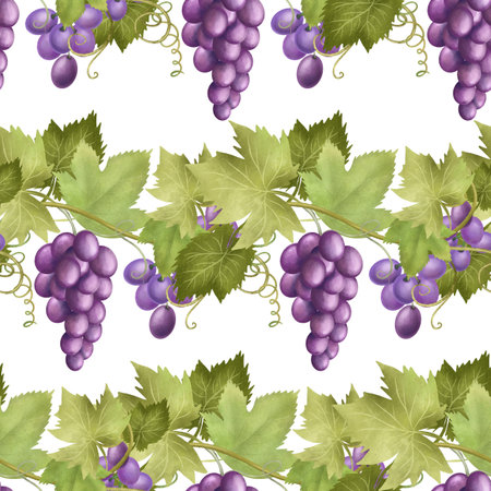 Seamless pattern of purple grape vines, hand drawn illustration on white backgroundの写真素材