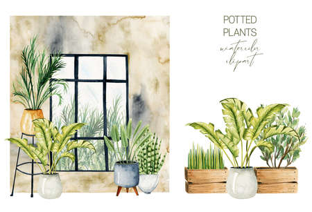 Watercolor potted plants like home decor elements, home plants collection, hand drawn illustration on white backgroundの写真素材