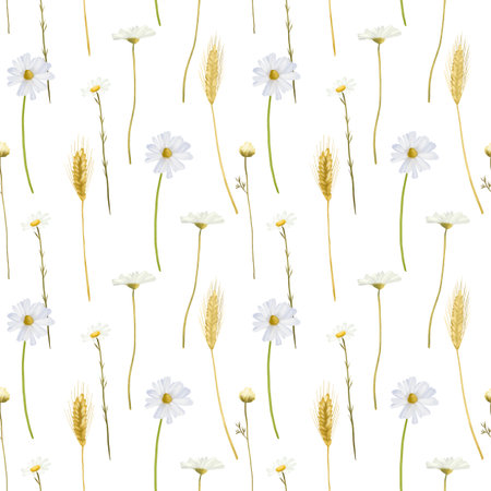 Seamless pattern of chamomiles and wheat spikeletsの写真素材