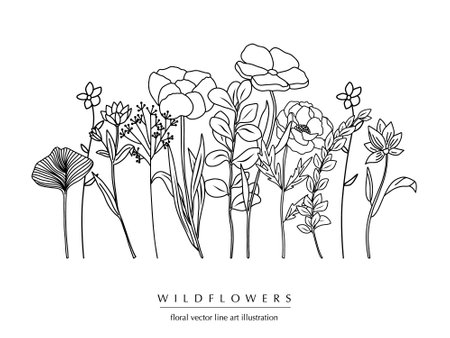 Botanical abstract line art composition with wildflowers, minimal floral border of hand drawn herbs, flowers, leaves and branches; vector illustrationのイラスト素材