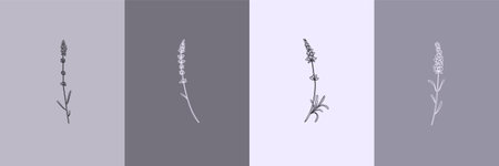 Vector set of botanical illustrations in minimal linear style, lavender flower illustration set, minimalistic modern floral logoのイラスト素材