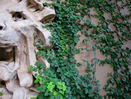 Lion Head with Ivyの写真素材