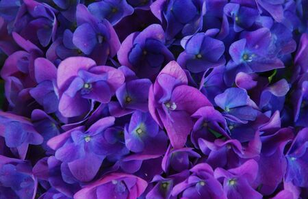 Hydrangea Flower-Filledの写真素材