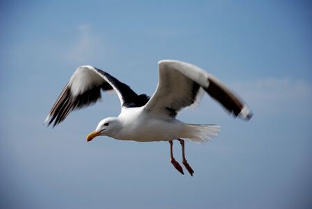 Seagull in Flightの写真素材