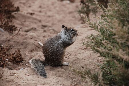 Brown Squirrel on Pathの写真素材
