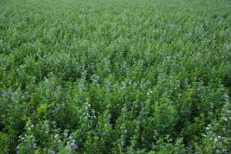 A field of green plants with lavender colored blooms fill the entire viewの写真素材