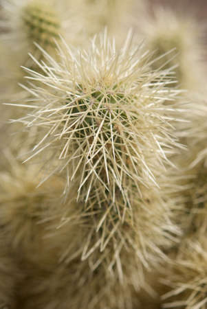 A close up shot of a cactus plant densely covered with sharp needles