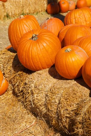 A pile of bright orange pumpkins sitting on bales of hay in a pumpkin patch just before Halloweenの写真素材