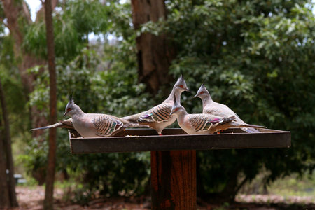 Pigeonsの写真素材