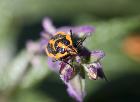 Stink beetle macroの写真素材