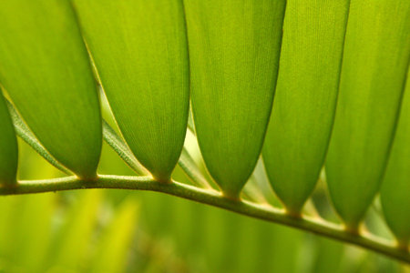 Green leavesの写真素材