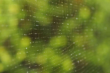 Spider web with the green leafs on the backgroundの写真素材