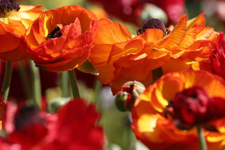 Orange and red flowersの写真素材