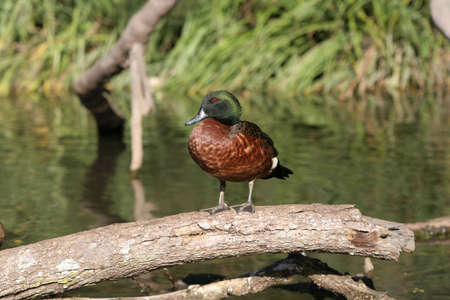 Duck is sitting on the treeの写真素材
