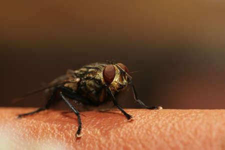 Macro shot of the fly on the brown backgroundの写真素材