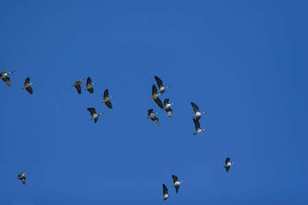Ibises flock