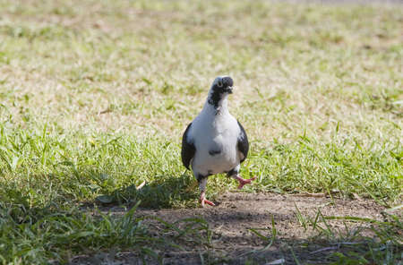 Pigeon is walking on the grassの写真素材
