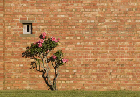 Pink roses and red brick wall with empty space for your text