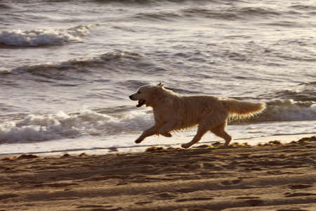 Running dogの写真素材