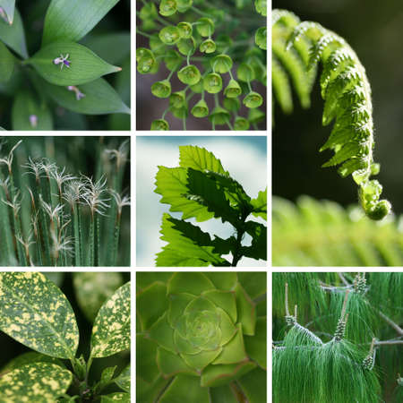 Collage of eight photos with Green leaves