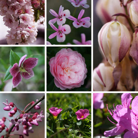 Collage of eight photos with pink flowers