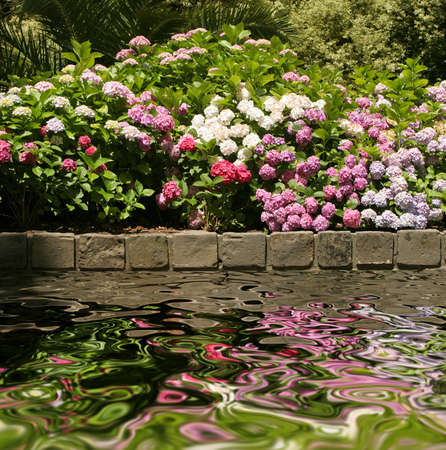 Garden flowers reflecting in the waterの写真素材