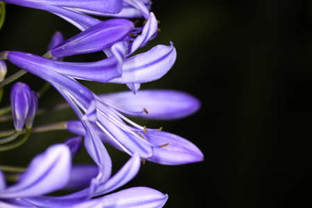 Beautiful purple flowersの写真素材