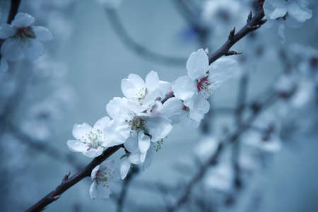 Blue cherry flowersの写真素材
