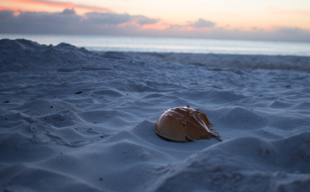 crab on the beach - Ft. Myers Beachの写真素材