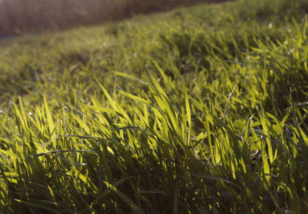 Green grass in springの写真素材
