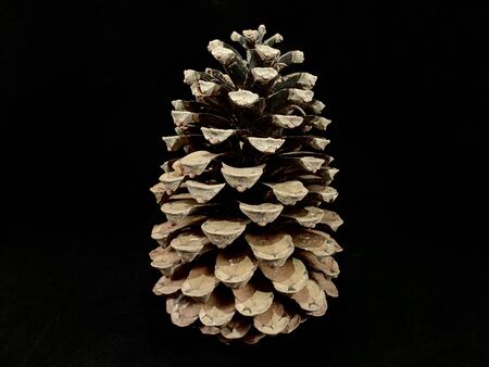 Large cedar cone, on a black background. Fruits of pine without seeds. Christmas-tree decorations, a...