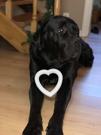 Black, big dog with a white heart. The purebred dog Cane Corso lies on the floor. Concept: love for animals, love for dogs, beloved friendの写真素材