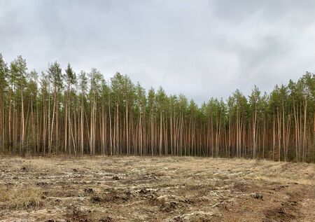 Green pine forest, view from afar. Tall, beautiful pine trees on a background of cloudy sky. Picturesque forest landscape. Concept: deforestation, ecologyの写真素材