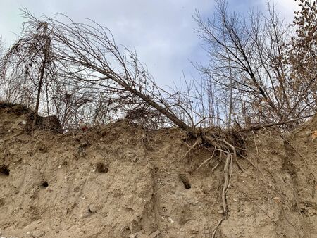 The root system of the excavated tree. The roots of a plant on a sandy wall. Dry tree at the edge of...