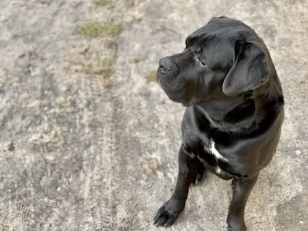 Black dog breed Cane Corso sits in the yard.の写真素材