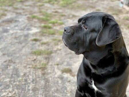 Black dog breed Cane Corso sits in the yard.の写真素材
