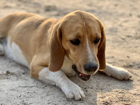 Beagle dog lies in the yard. Pet, family friend, thoroughbred dog in the fresh air. White-brown...
