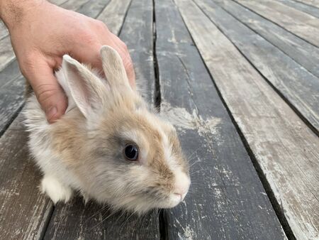 Gray rabbit on a wooden floor. Pet with big ears. A hare is sitting on the boards.