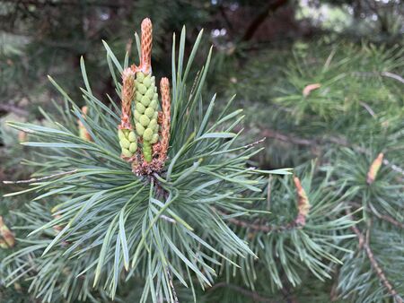 Green young spruce. Lush, small coniferous tree. Beautiful pine with cones. Branches with cones and...