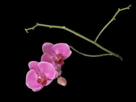 Purple orchids on a black background close-up. Blooming orchid with open petals and a green stem. Beautiful, decorative indoor flowersの写真素材