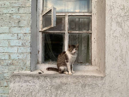 A stray, street cat sits on the windowsill. The cat is resting at the window of an old house. Pet...