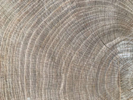Background texture: sectional oak log. The structure of the cut tree trunk. Sawn oak, circles of...
