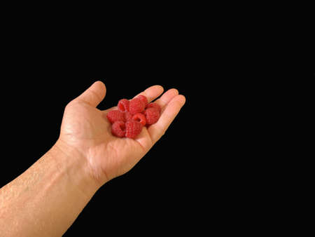 Red raspberries in hand, on a black background. Ripe raspberries in the palms, close-up. Concept:...