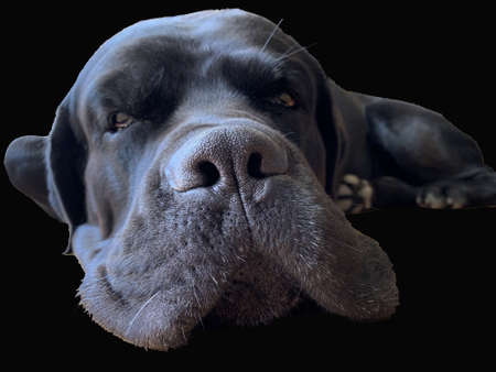 Dog muzzle isolated on black background. Cane Corso, nose close-up. Big black dog, close-up view.