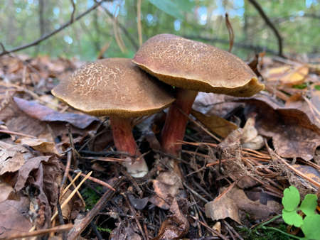 Edible mushroom in the autumn deciduous forest. Edible mushrooms among the leaves in the park....