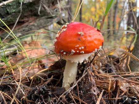 Toadstool mushroom in the autumn deciduous forest. Dangerous mushrooms among the leaves in the park....
