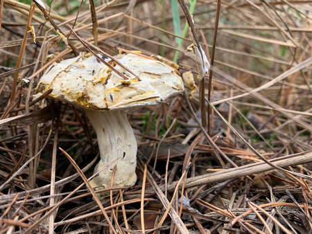 Toadstool mushrooms in the autumn deciduous forest. Dangerous mushroom among the leaves in the park....