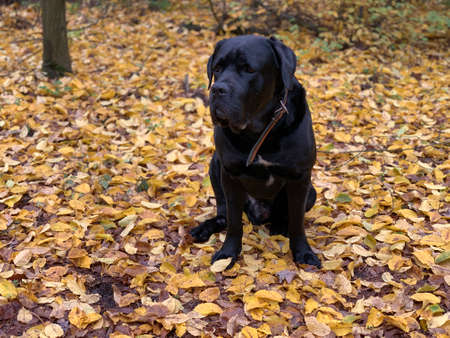 Cane Corso is a purebred dog outdoors. Black dog walks in the autumn forest. Concept: dog walking,...