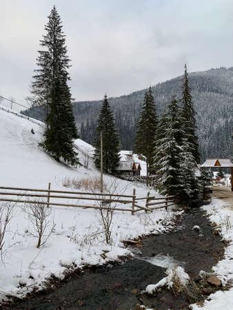 Tall forest trees in the snow. Big tree under the snow in the mountains. Concept: winter landscape...
