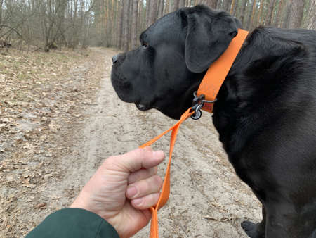 The dog is on a short leash. The man is holding a large dog on a leash. A man walks with a dog in the woods. Concept: dog walking, walking in the forestの写真素材